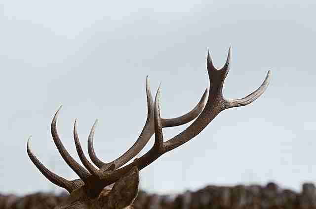 Are Elk Antlers Safe for Dogs? (Explained)