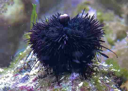 Do Sea Urchins Feel Pain