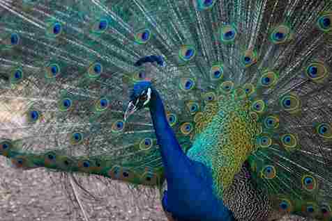 Why Do Peacocks Spread Their Feathers? (EXPLAINED)