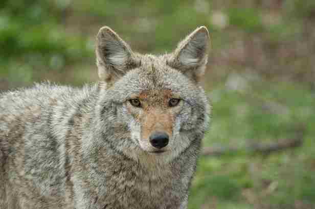 are coyotes native to florida