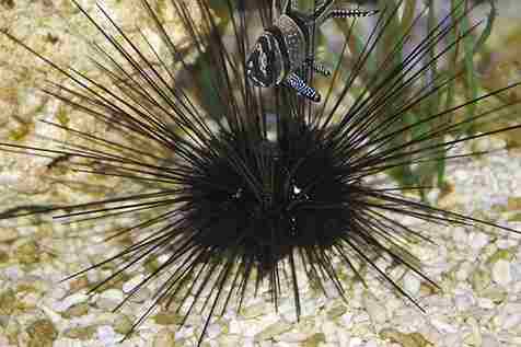 Do Sea Urchins Feel Pain
