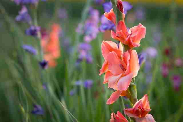 Do Deer Eat Gladiolus? (Do This Now!)