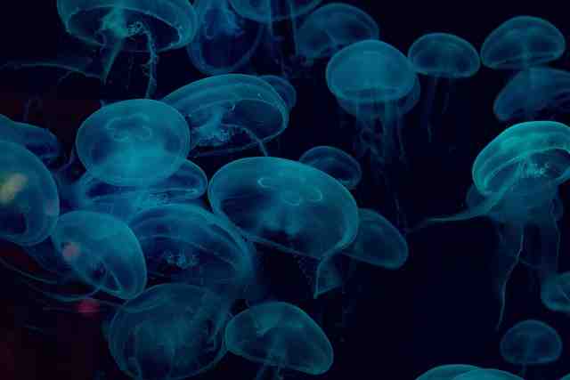do jellyfish feel pain
