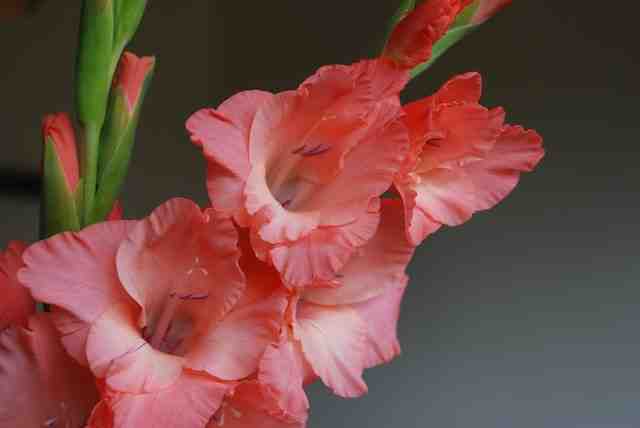 Do Rabbits Eat Gladiolus? (What You Need To Know)