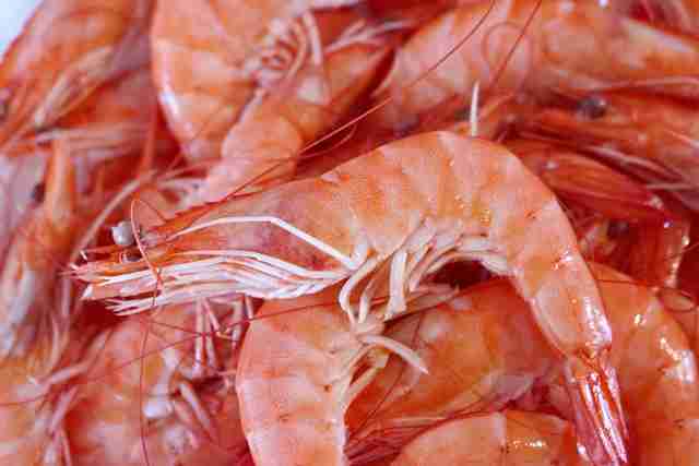 do shrimps feel pain