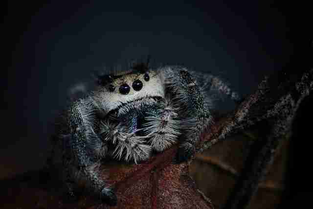 Do Spiders Eat Caterpillars? (8 Facts To Know)