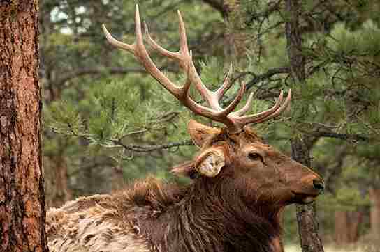 How To Field Dress An Elk (Step-by-step)