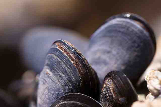 Do Mussels Feel Pain? What Science Says!